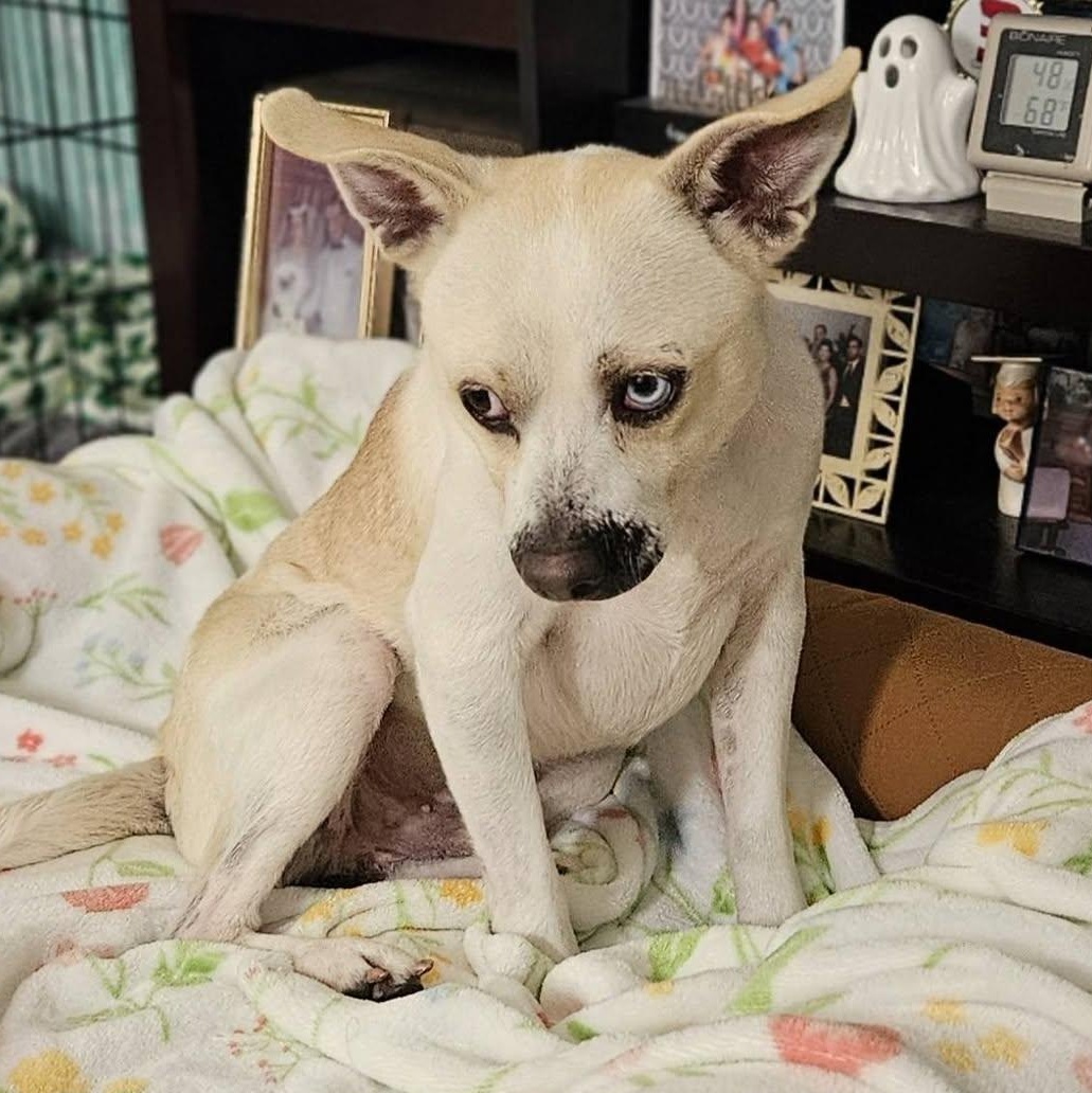 Enlarge Harper, a Adoptable mixed breed in Albany, NY image 1/6