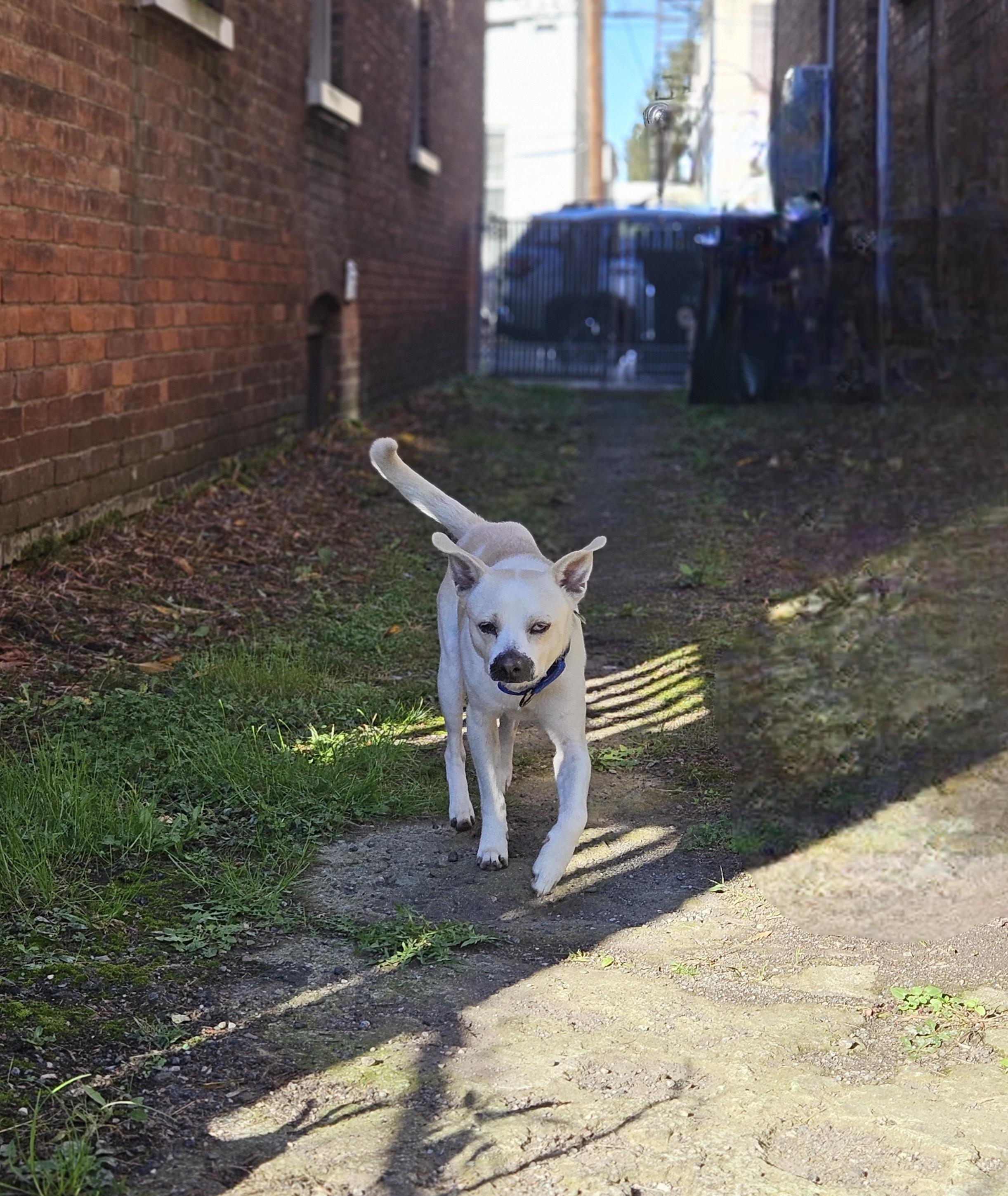Enlarge Harper, a Adoptable mixed breed in Albany, NY image 4/6