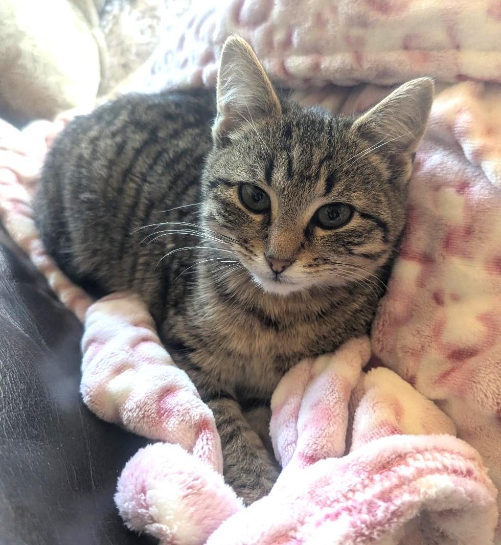 Enlarge CADBURY - PRECIOUS CHUNKY-FACED KITTY, an adopted Domestic Short Hair in Plano, TX image 5/6