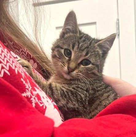 CADBURY - PRECIOUS CHUNKY-FACED KITTY, adopted, Young Male Domestic Short Hair.