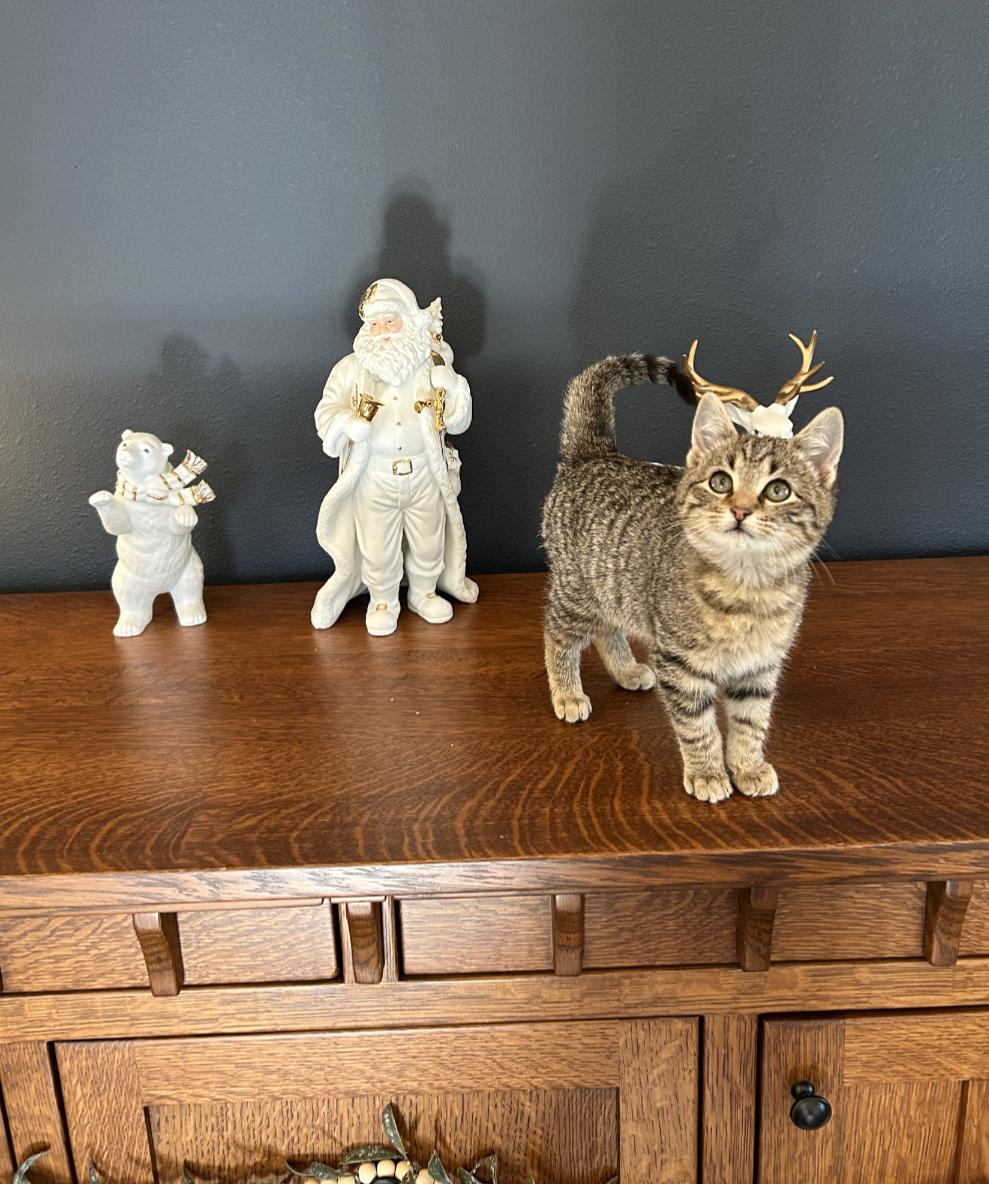 Enlarge CADBURY - PRECIOUS CHUNKY-FACED KITTY, an adopted Domestic Short Hair in Plano, TX image 3/6