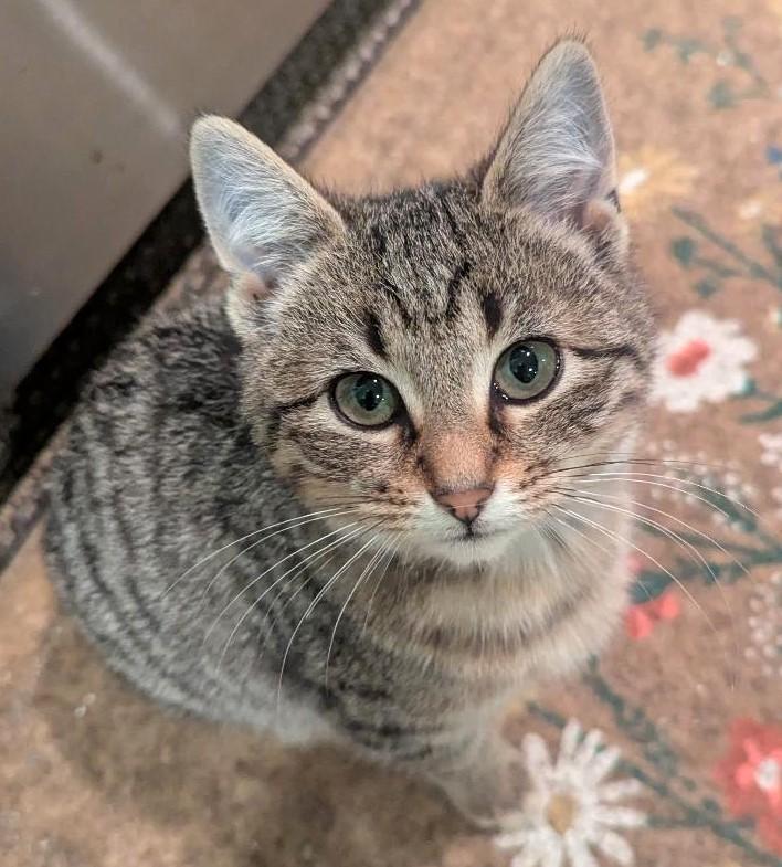 Enlarge CADBURY - PRECIOUS CHUNKY-FACED KITTY, an adopted Domestic Short Hair in Plano, TX image 4/6