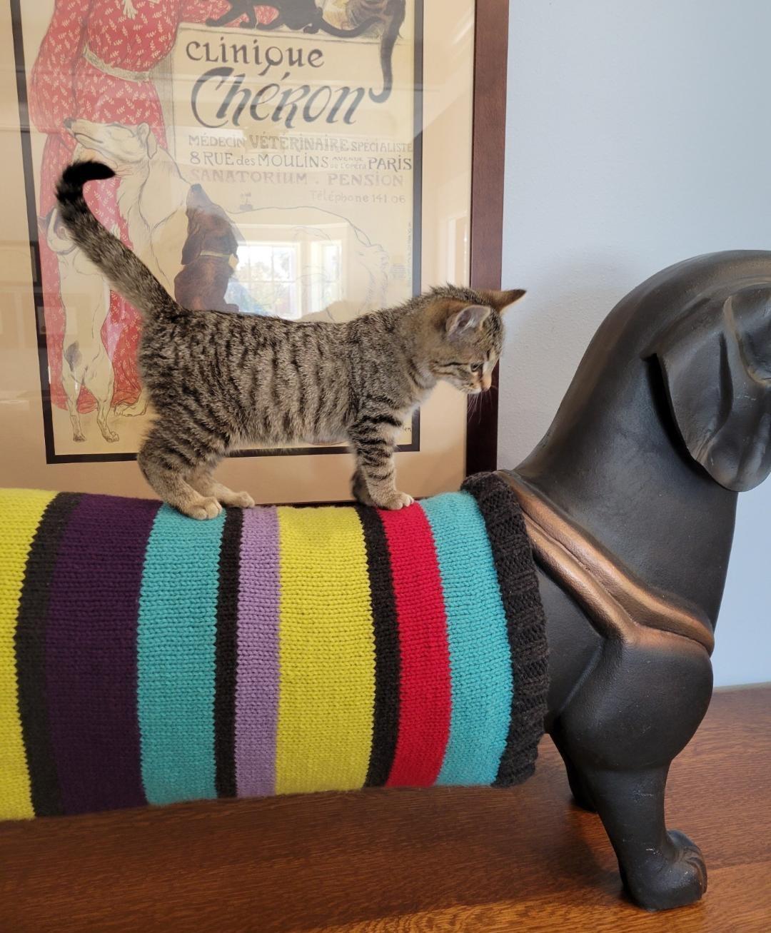 Enlarge CADBURY - PRECIOUS CHUNKY-FACED KITTY, an adopted Domestic Short Hair in Plano, TX image 2/6