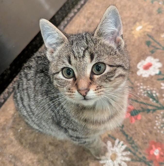 Enlarge CADBURY - PRECIOUS CHUNKY-FACED KITTY, an adopted Domestic Short Hair in Plano, TX image 6/6
