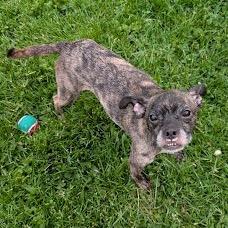 Pixie, a Adoptable mixed breed in Northville, MI image 1/3