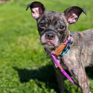 Pixie, a Adoptable mixed breed in Northville, MI image 2/3