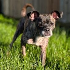 Pixie, a Adoptable mixed breed in Northville, MI image 4/4