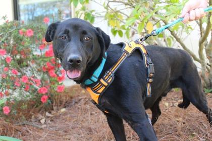 Enlarge Quincy, a Adoptable mixed breed in Brunswick, GA image 2/3