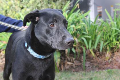 Enlarge Quincy, a Adoptable mixed breed in Brunswick, GA image 3/3