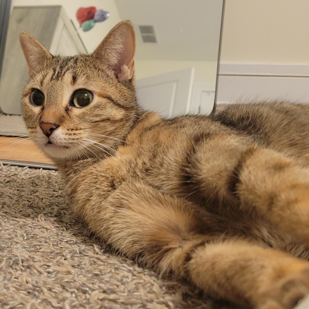 Clementine 3, Adoptable, Adult Female Domestic Short Hair.