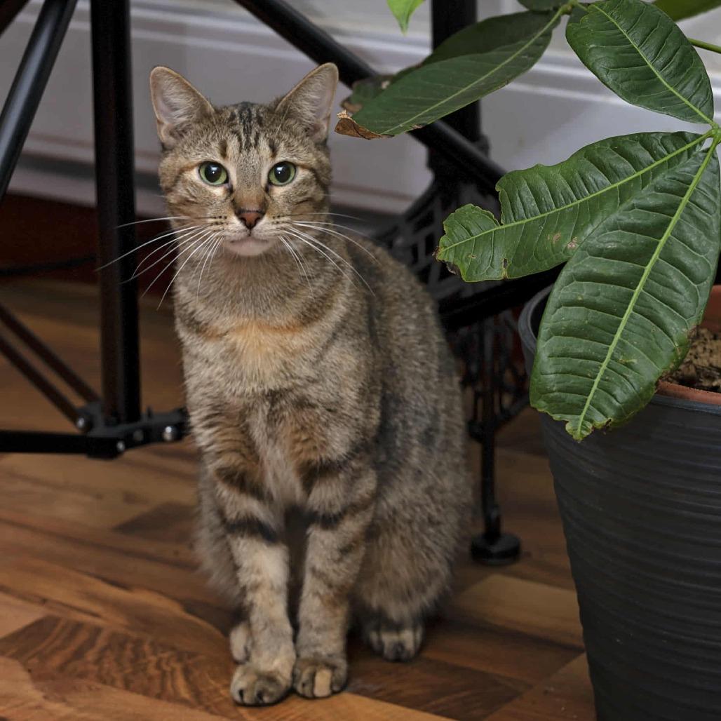 Clementine 3, Adoptable, Adult Female Domestic Short Hair.