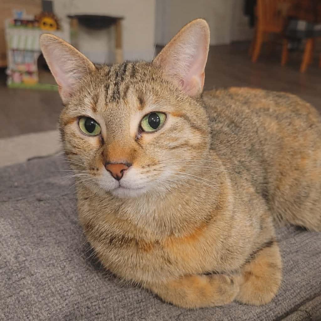 Enlarge Clementine 3, a Adoptable Domestic Short Hair in Shorewood, IL image 2/6