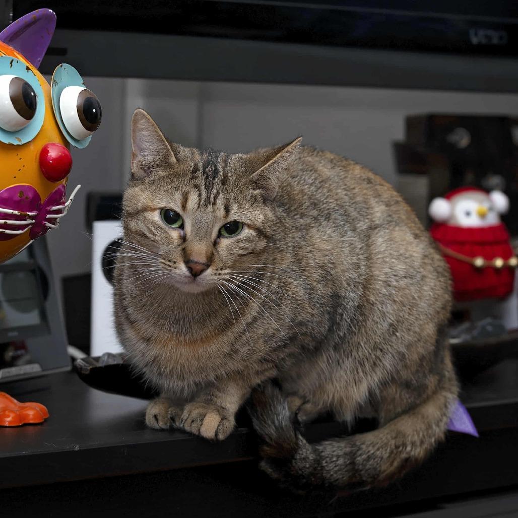 Clementine 3, a Adoptable Domestic Short Hair in Shorewood, IL image 2/5