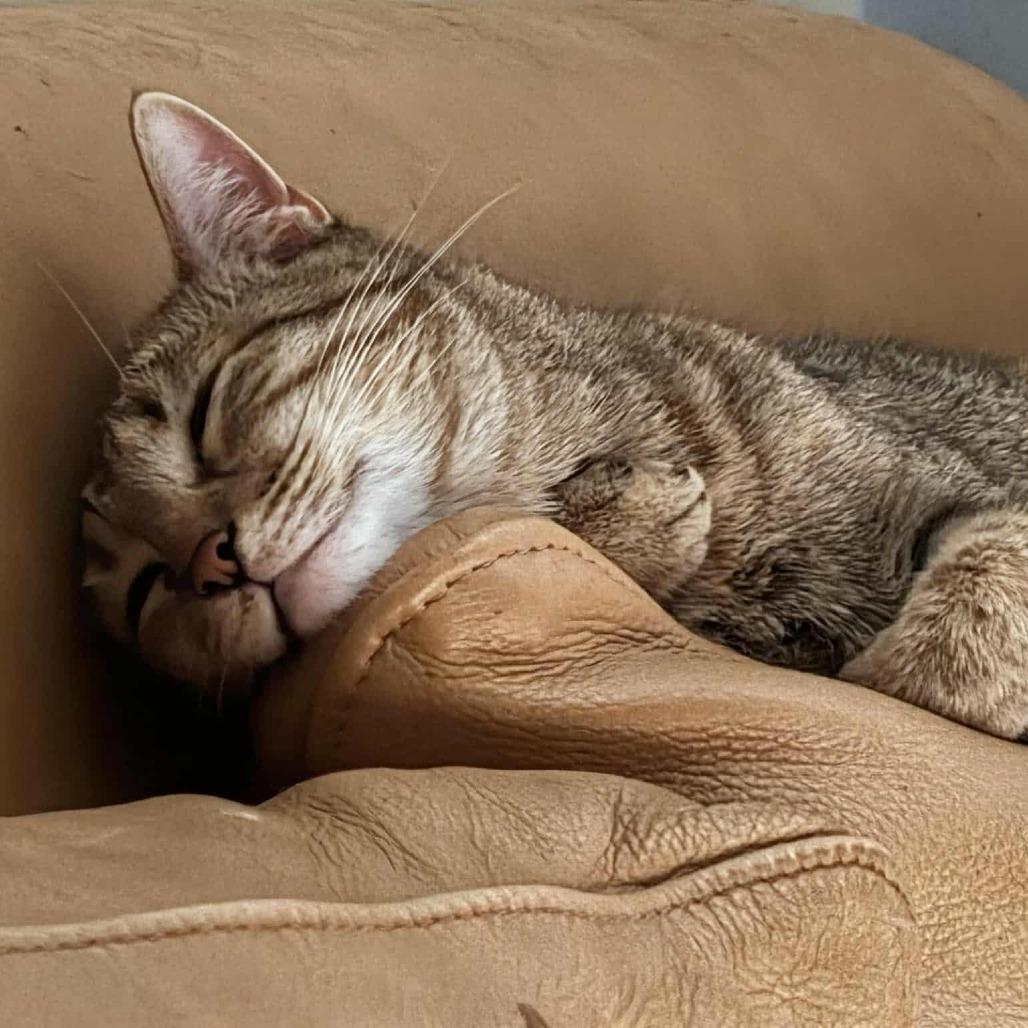 Clementine 3, a Adoptable Domestic Short Hair in Shorewood, IL image 4/5