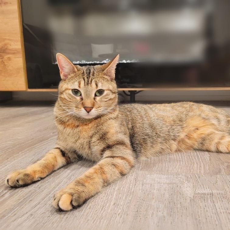 Enlarge Clementine 3, a Adoptable Domestic Short Hair in Shorewood, IL image 5/6