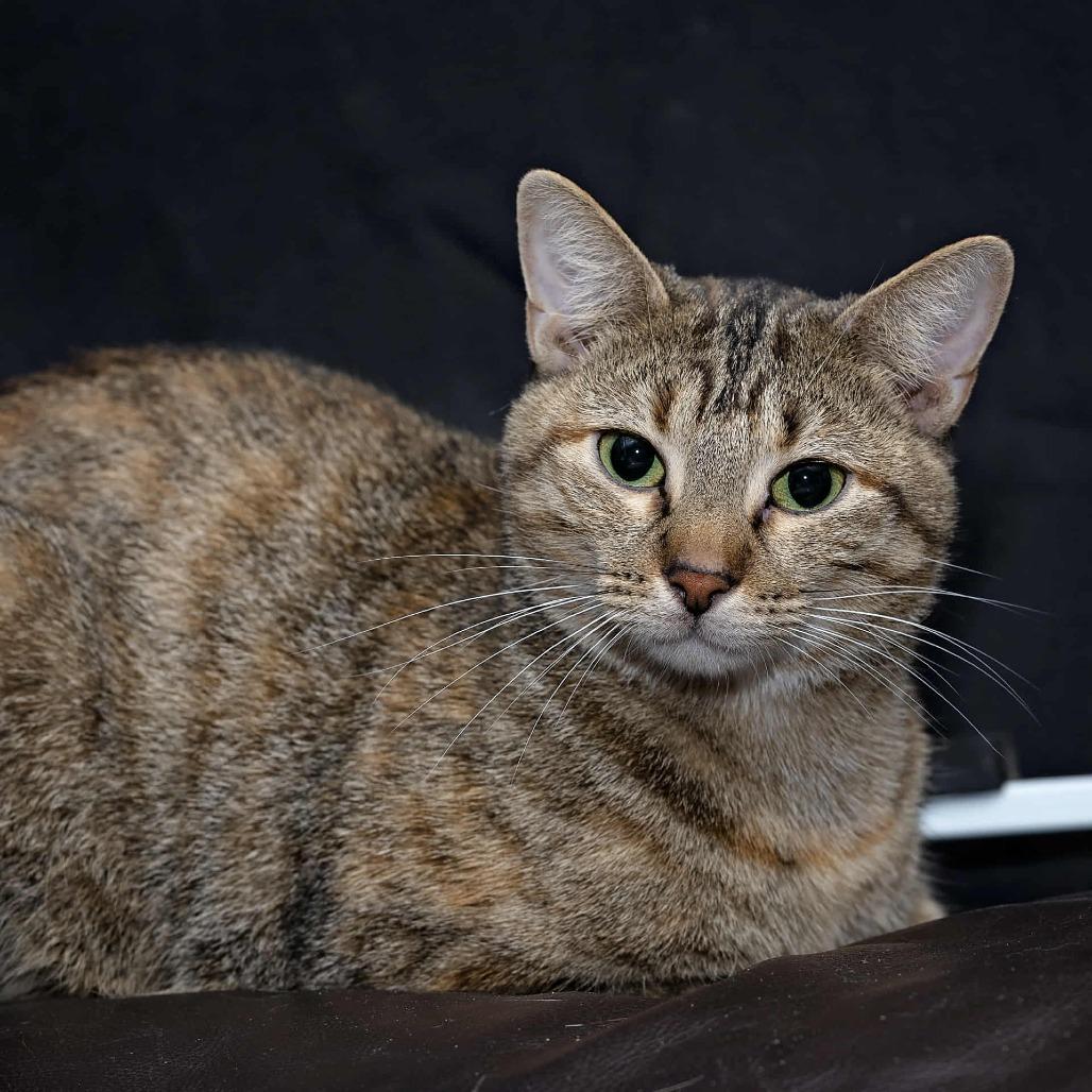 Clementine 3, a Adoptable Domestic Short Hair in Shorewood, IL image 5/5