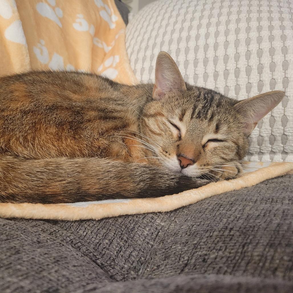 Enlarge Clementine 3, a Adoptable Domestic Short Hair in Shorewood, IL image 6/6