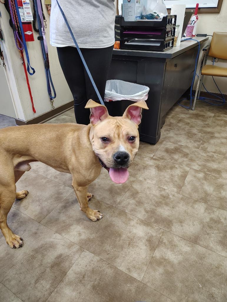 Scrappy, Adoptable, Young Male Mixed Breed.