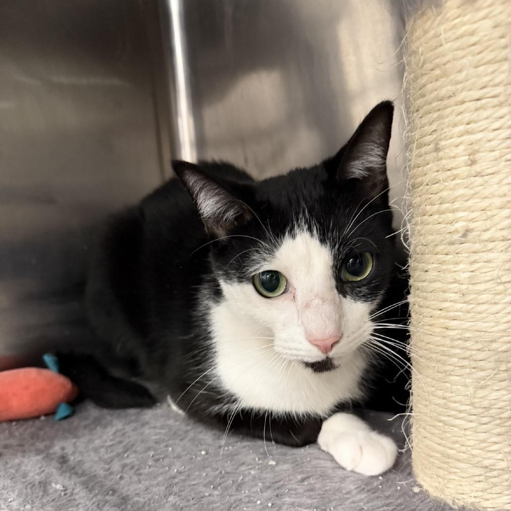 Preacher, a Adoptable Domestic Short Hair in Williston, FL image 1/2