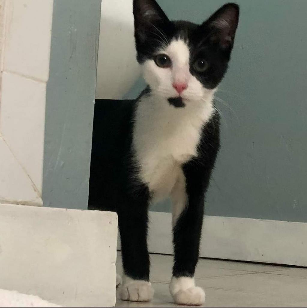 Preacher, a Adoptable Domestic Short Hair in Williston, FL image 2/2