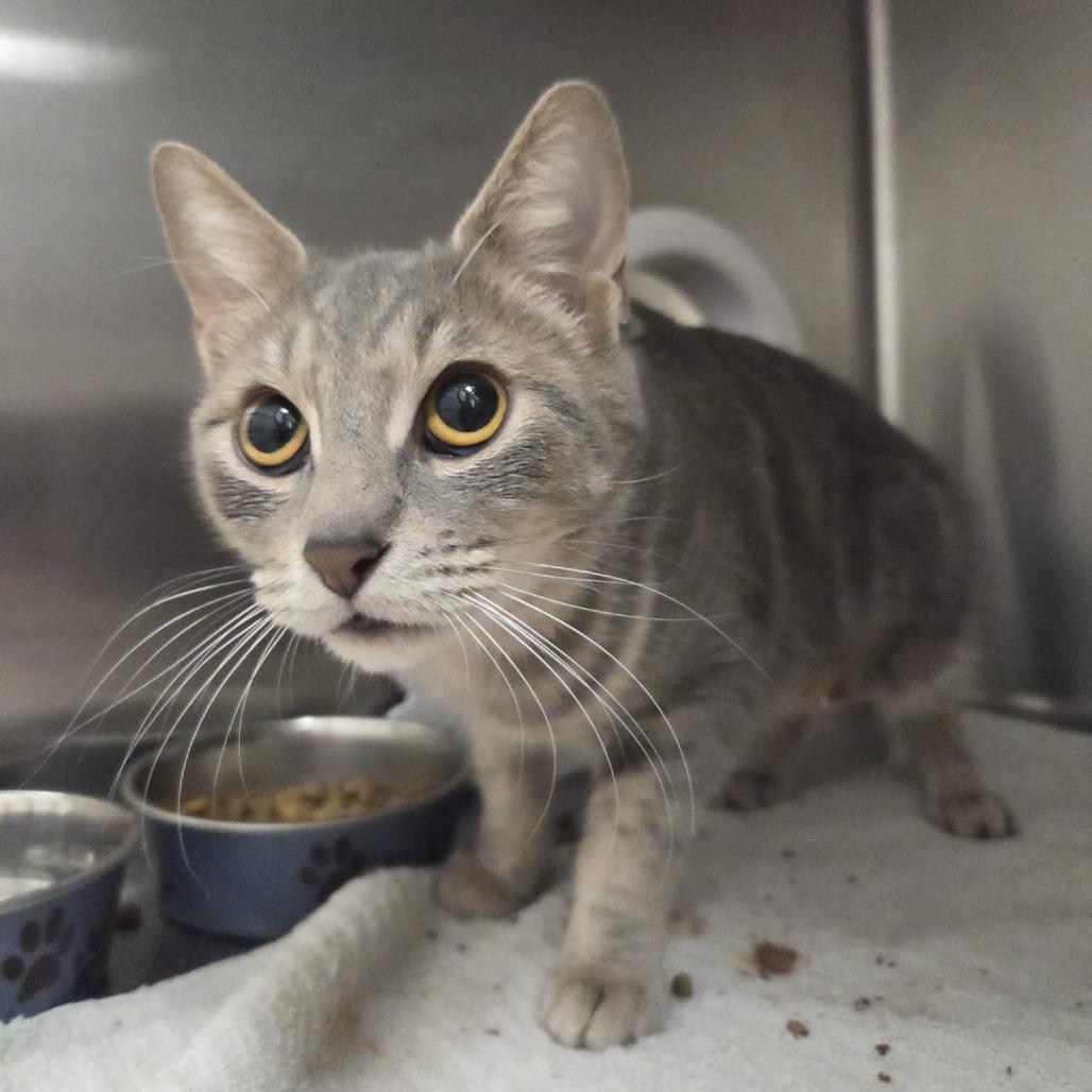 Bella (AKA: Stella), Adoptable, Adult Female Domestic Short Hair.