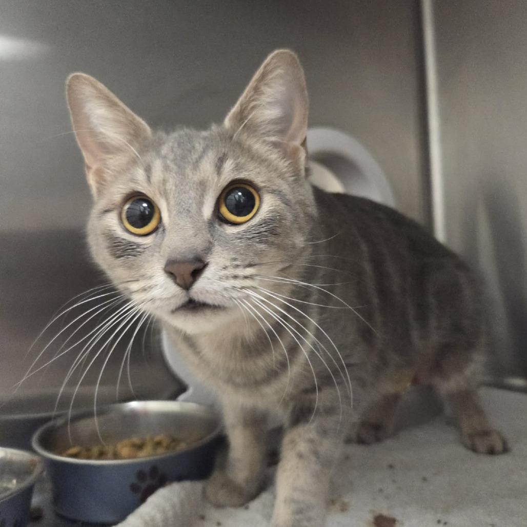 Enlarge Bella (AKA: Stella), a Adoptable Domestic Short Hair in Ballston Spa, NY image 2/4