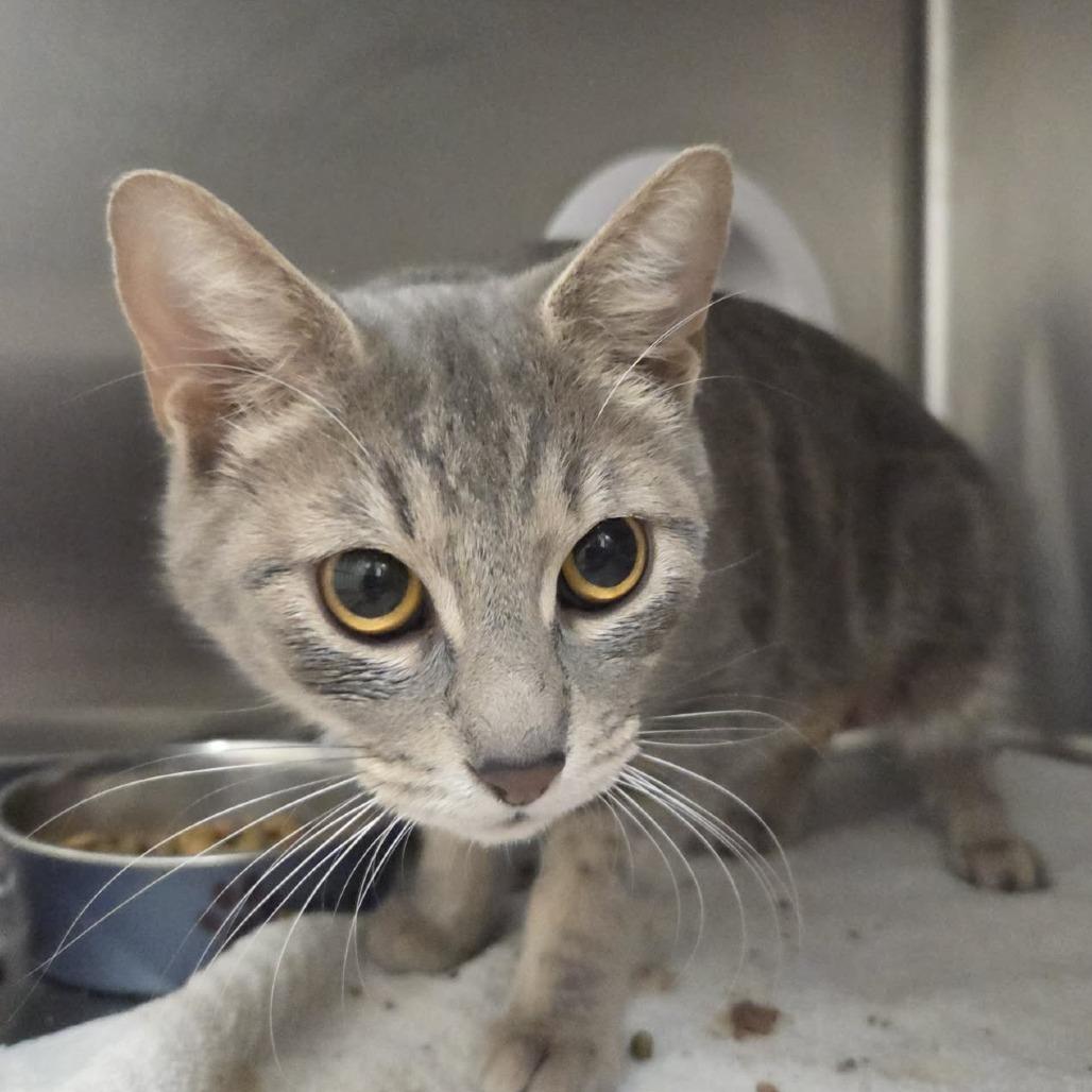 Enlarge Bella (AKA: Stella), a Adoptable Domestic Short Hair in Ballston Spa, NY image 3/4