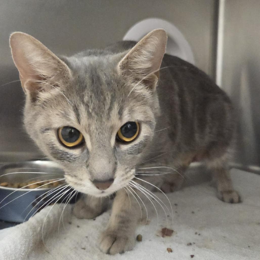 Enlarge Bella (AKA: Stella), a Adoptable Domestic Short Hair in Ballston Spa, NY image 4/4