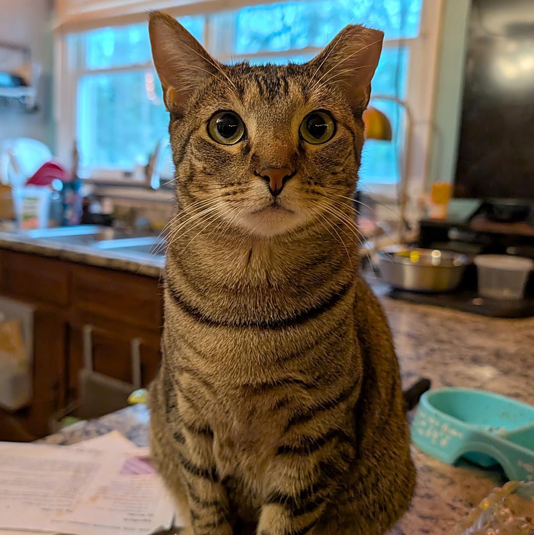 Enlarge Lady, a Adoptable Domestic Short Hair in Great Mills, MD image 1/1