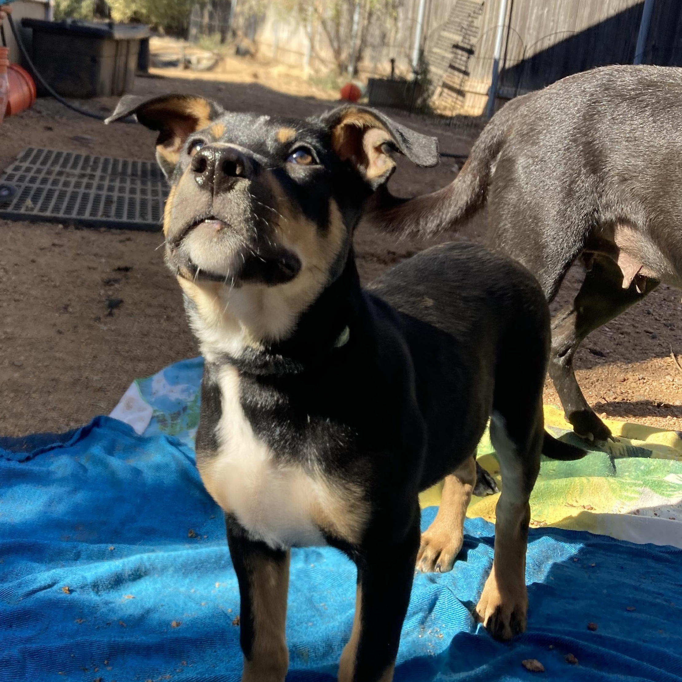 Gaston — thumbnail 2