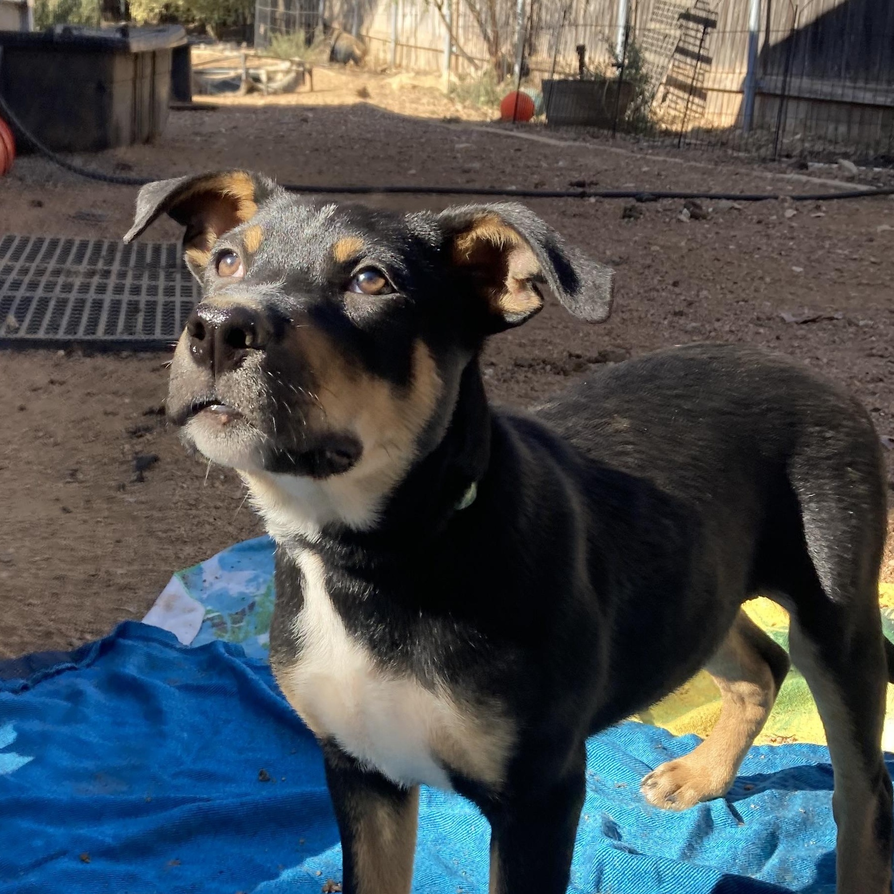 Gaston — thumbnail 3