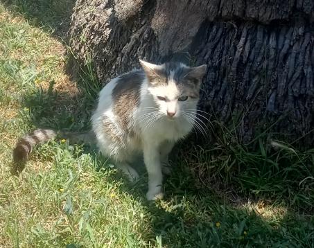 Patches, Adult Male Tabby