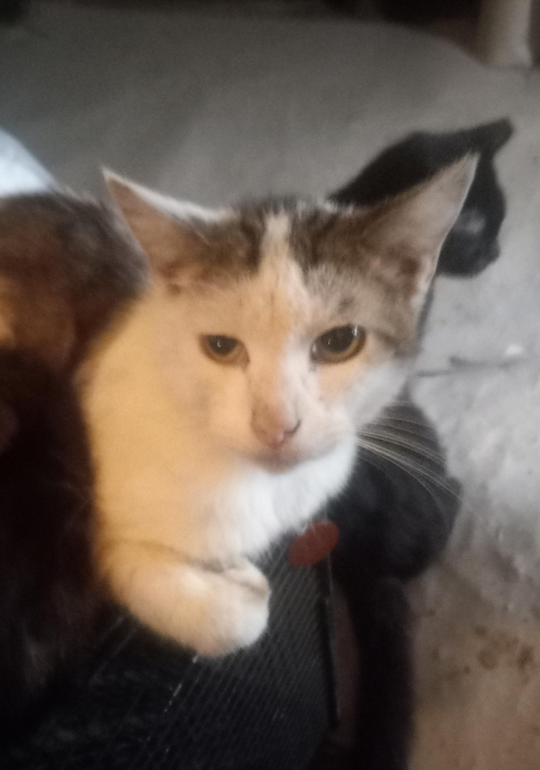 Patches photo 2