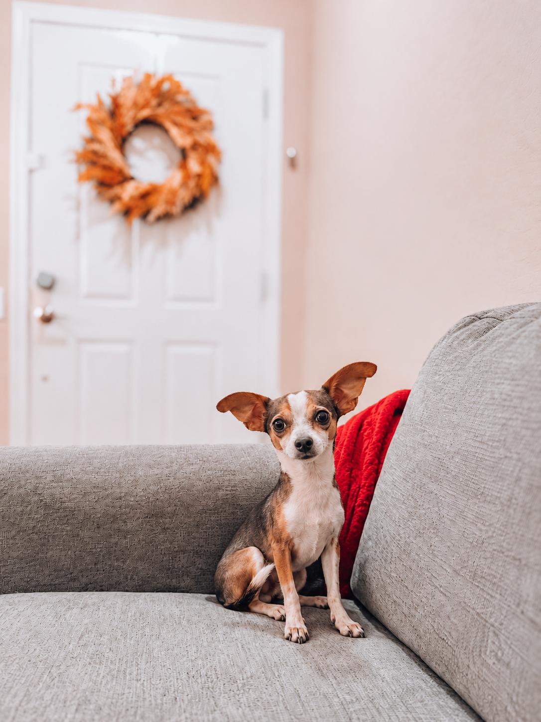 Enlarge Dorito, a Adoptable Chihuahua in Goodyear, AZ image 1/1