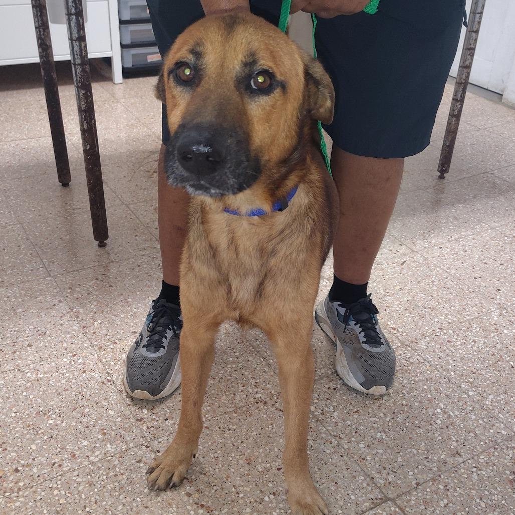 Enlarge Jimmy Cliff, a Adoptable Mixed Breed in Vieques, PR image 1/1