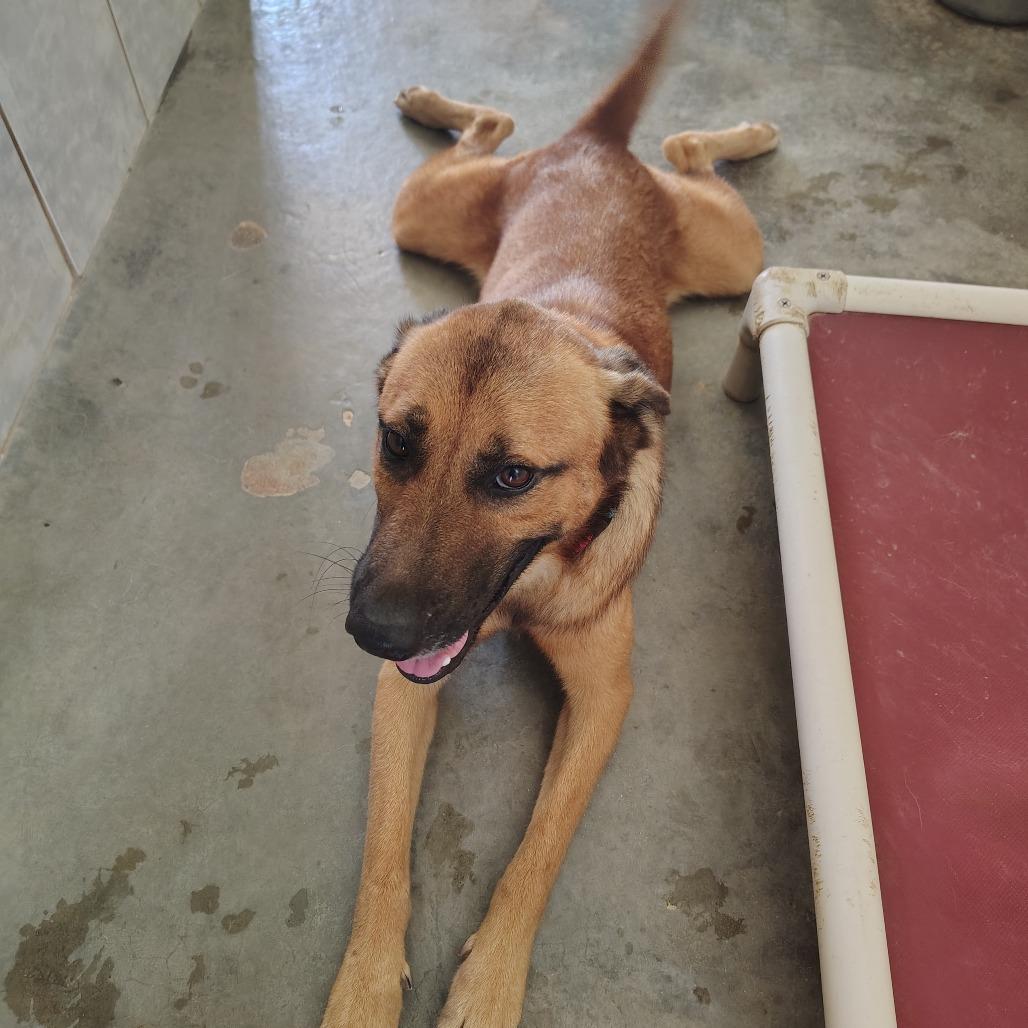 Enlarge Jimmy Cliff, a Adoptable Mixed Breed in Vieques, PR image 2/4