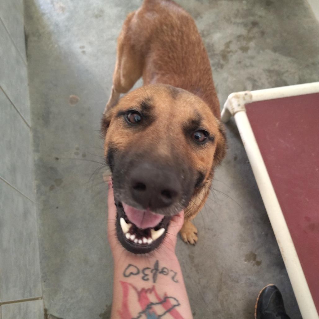 Enlarge Jimmy Cliff, a Adoptable Mixed Breed in Vieques, PR image 3/4