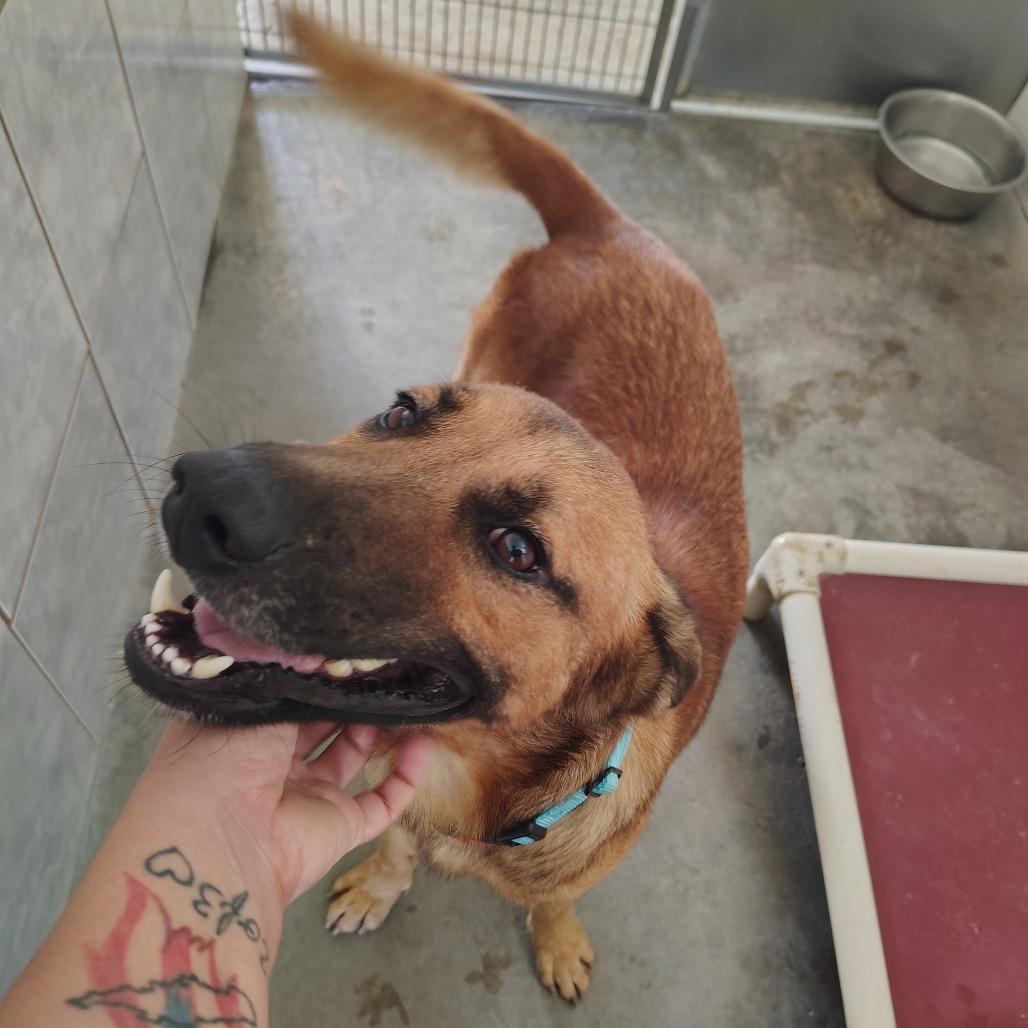 Enlarge Jimmy Cliff, a Adoptable Mixed Breed in Vieques, PR image 4/4