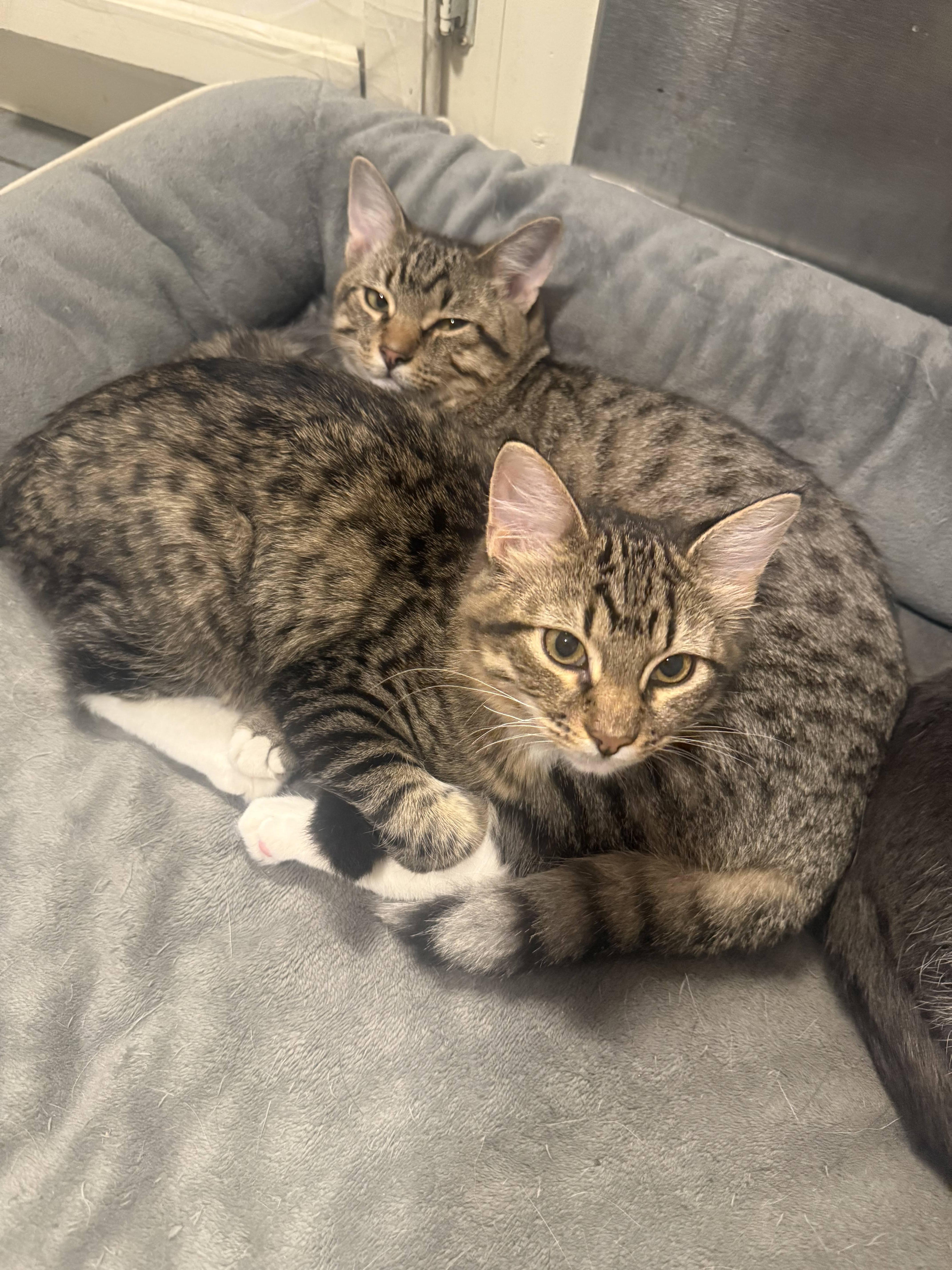 Shredder (& Splinter)