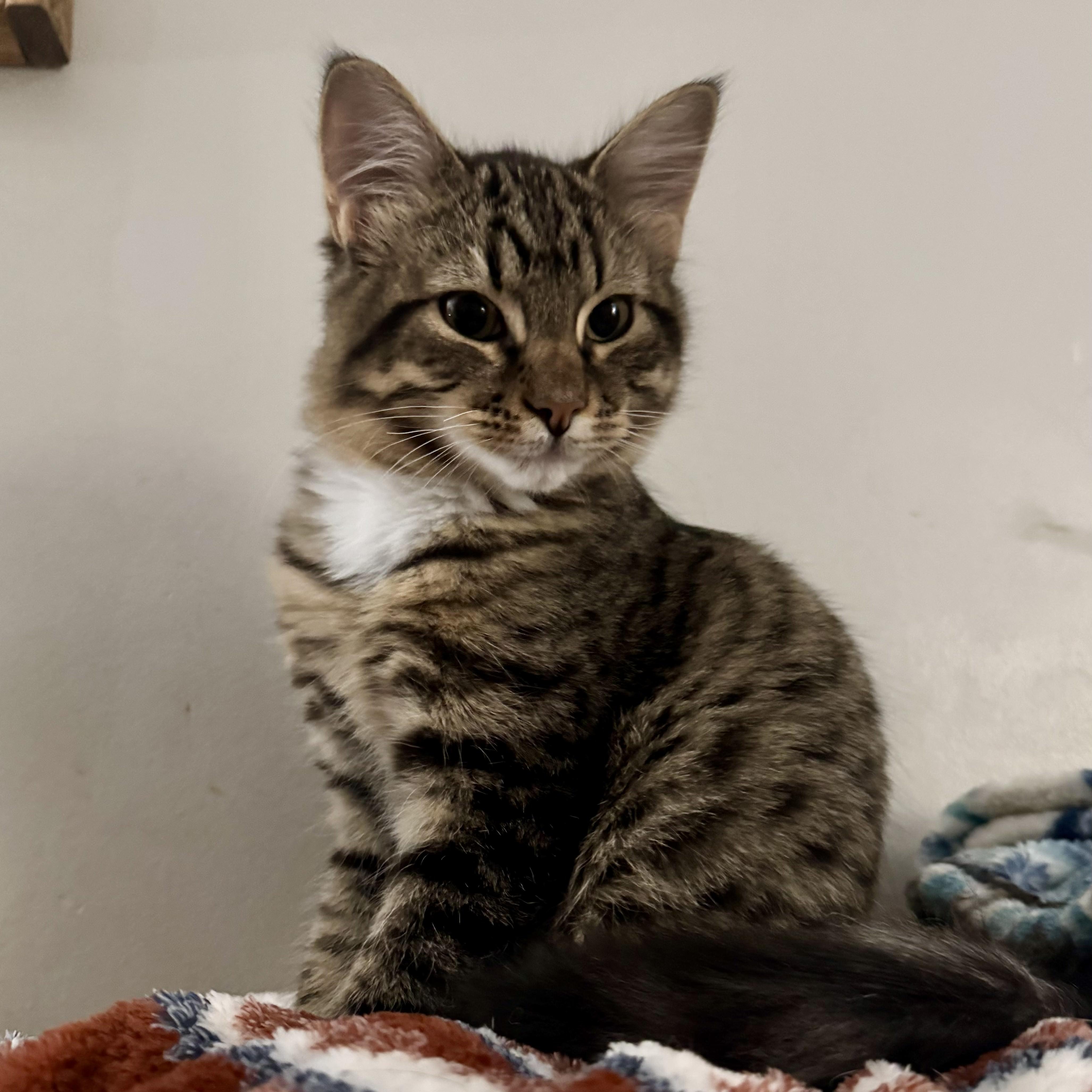 Shredder (& Splinter), Adoptable, Young Male Tabby & Domestic Long Hair.