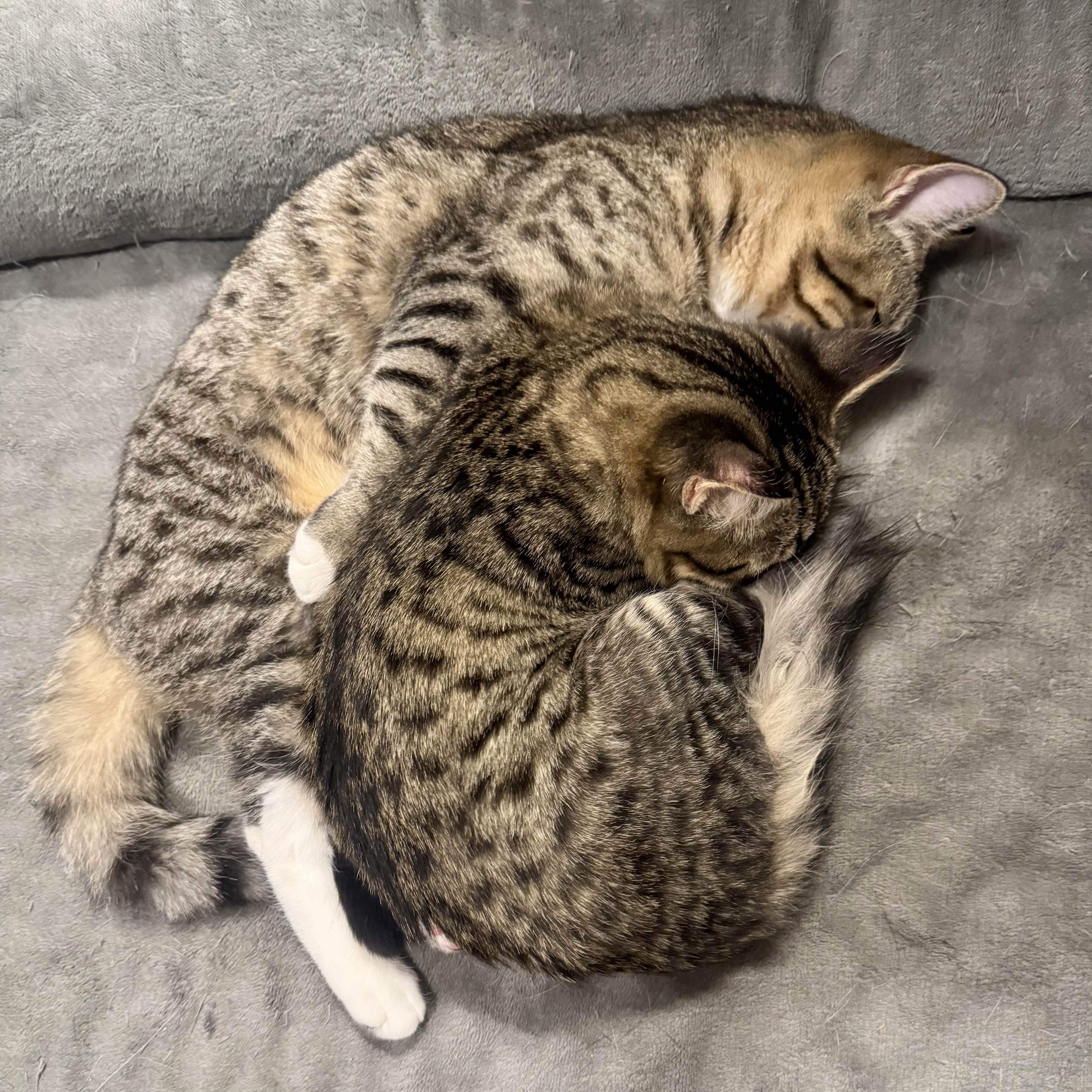 Shredder (& Splinter)