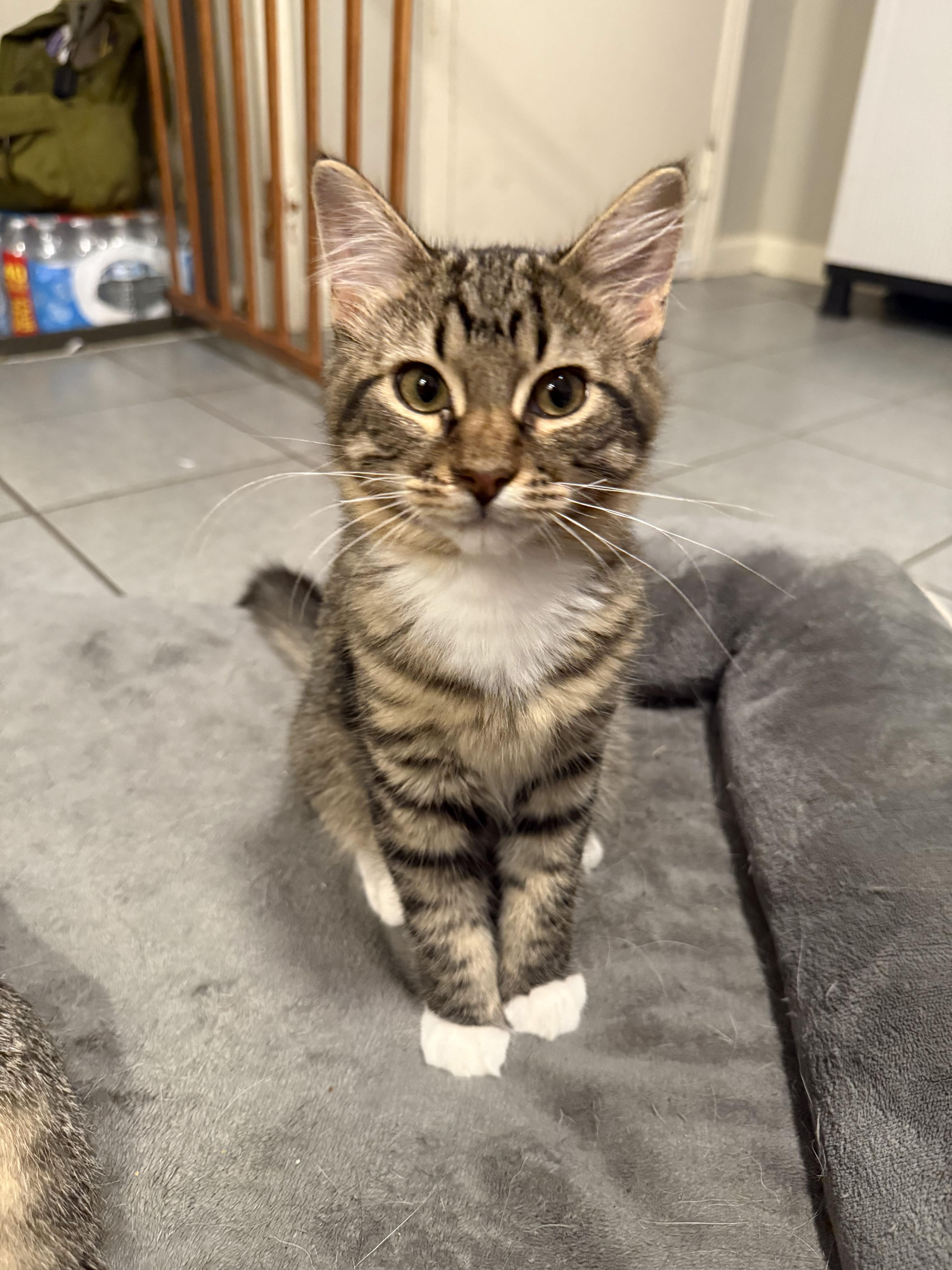 Shredder (& Splinter)