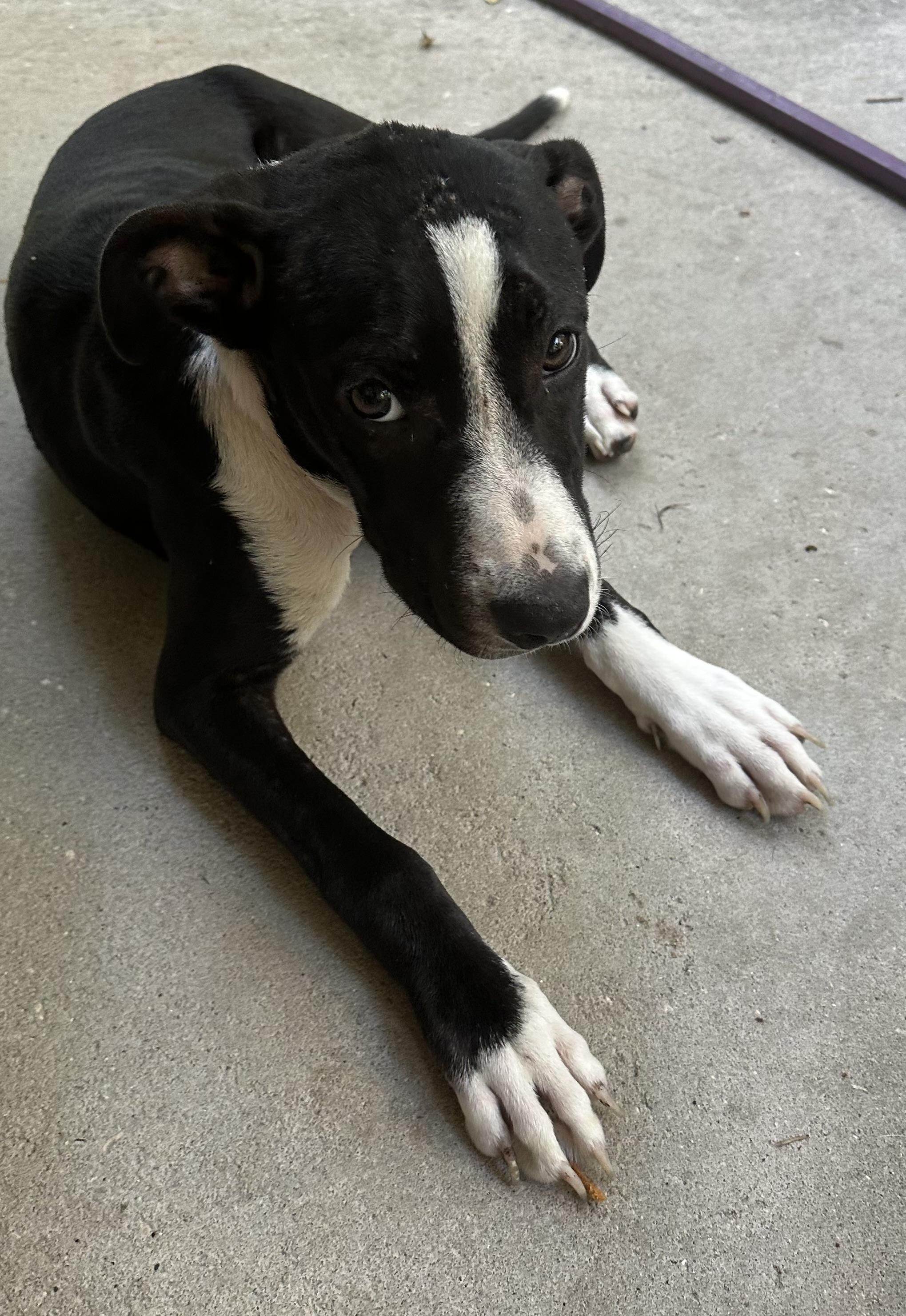 Enlarge Pepper, a Adopted mixed breed in Williston, FL image 1/2