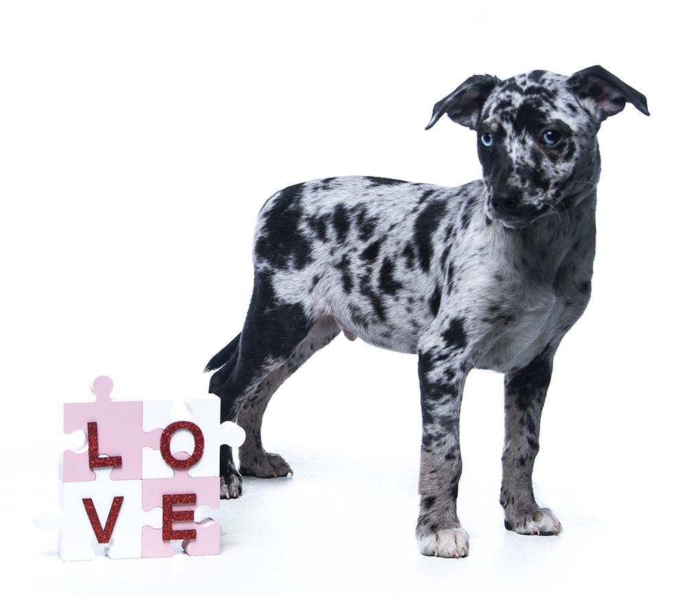 Sinatra, a Adoptable mixed breed in Union, CT image 2/5