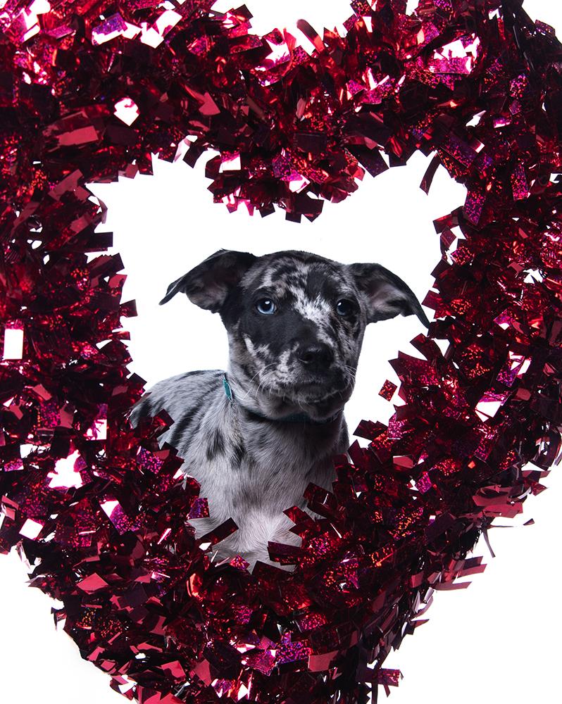 Sinatra, a Adoptable mixed breed in Union, CT image 4/5