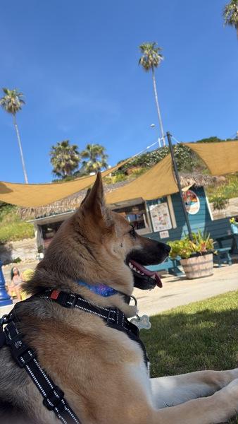 Nebula, Adoptable, Adult Female German Shepherd Dog.