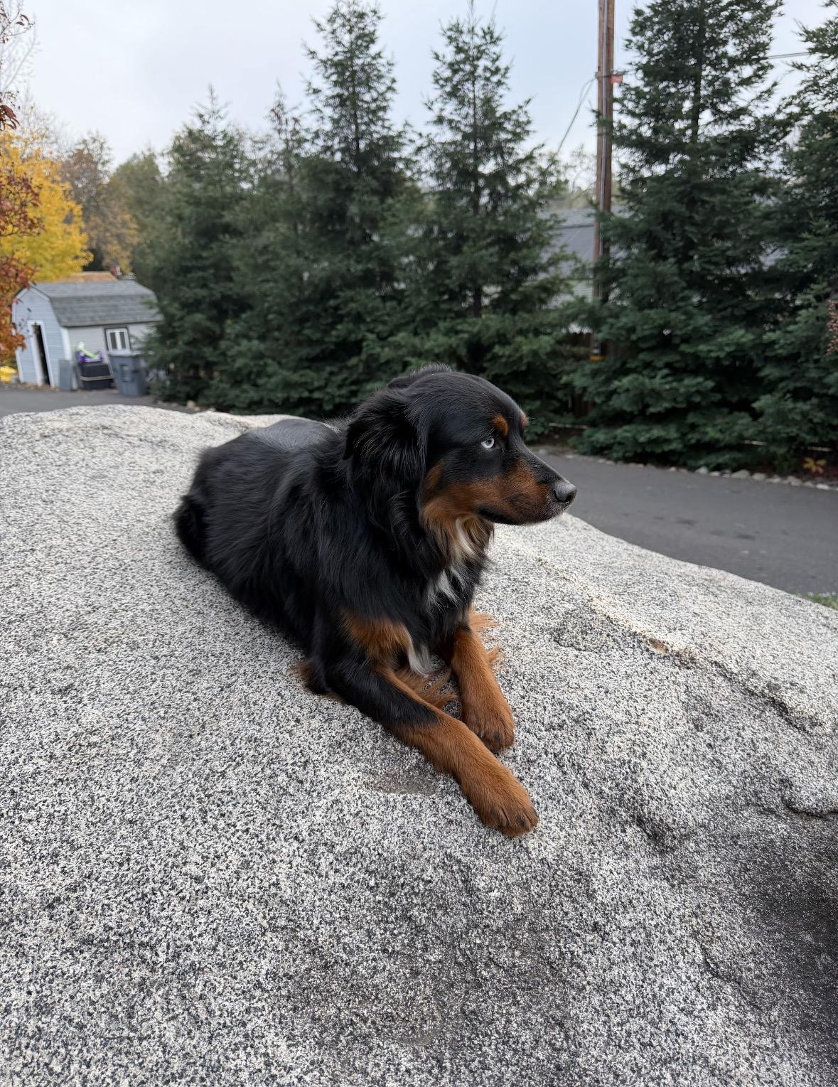 Scout, an adopted Australian Shepherd in Davis, CA image 4/4