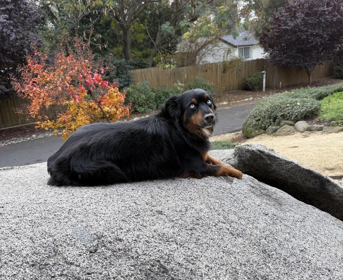 Scout, an adopted Australian Shepherd in Davis, CA image 3/4