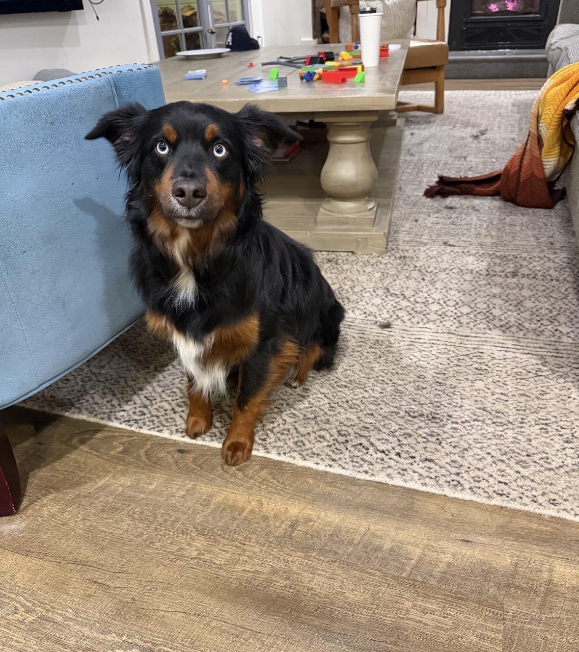 Scout, an adopted Australian Shepherd in Davis, CA image 1/4