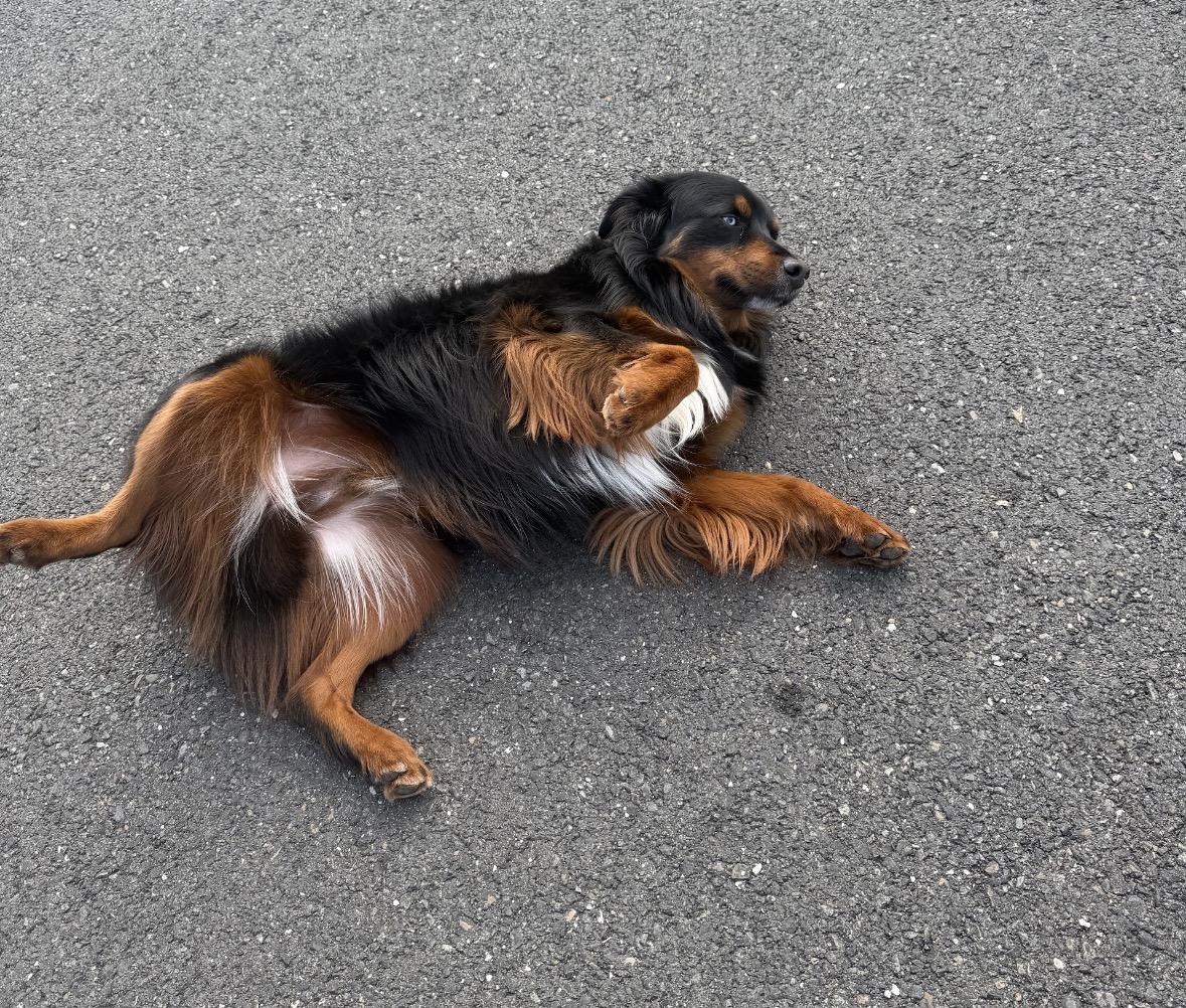 Scout, an adopted Australian Shepherd in Davis, CA image 2/4
